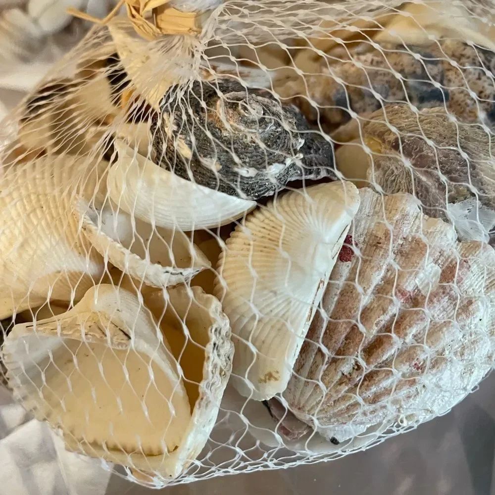 Seashell Lot - Picture 6 of 13